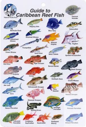 XL Fish ID Card